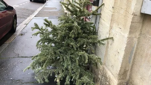 Dernier passage de la collecte des sapins ce lundi soir 